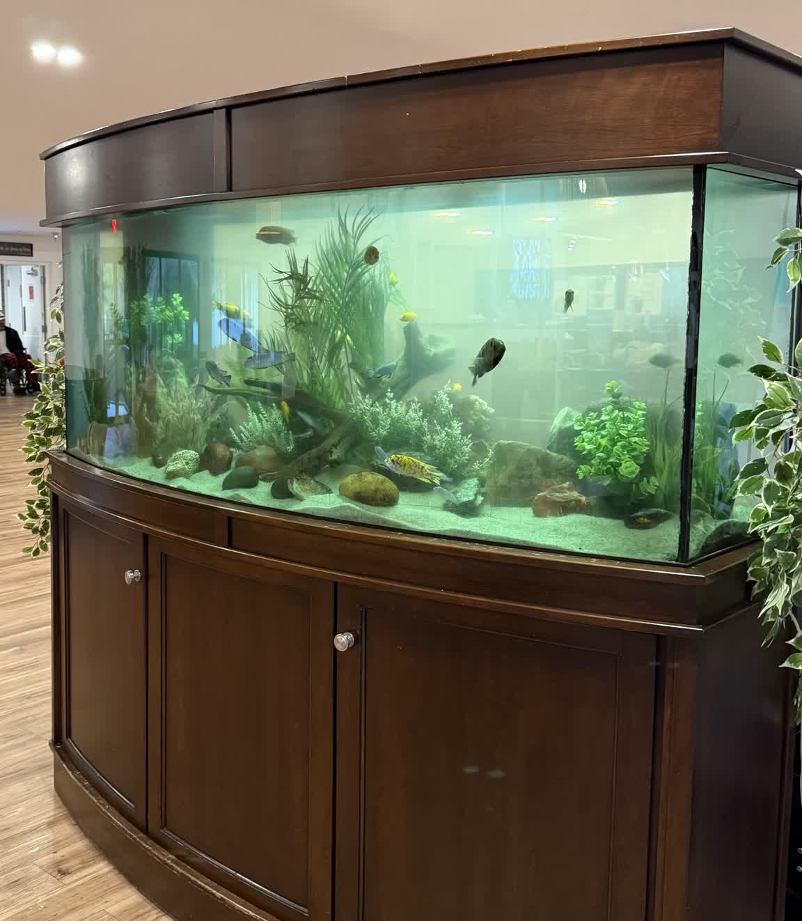 Custom 150-gallon freshwater aquarium in the main lobby of a Florida assisted living community