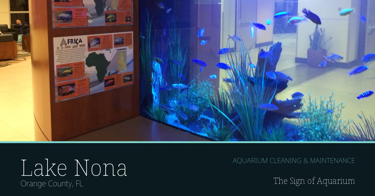Freshwater aquarium serviced by The Sign of Aquarium in Lake Nona, Florida