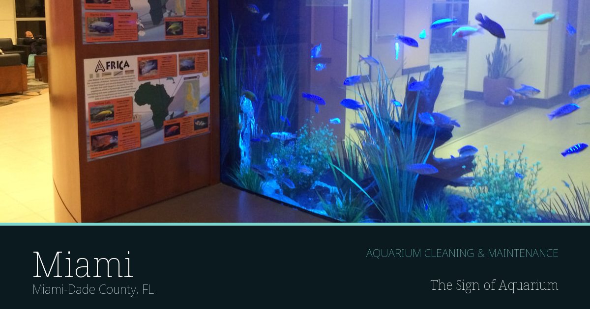 Freshwater aquarium serviced by The Sign of Aquarium in Miami, Florida